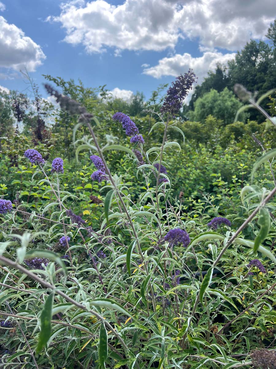 Buddleja 'Podaras 8' Tuinplanten blad