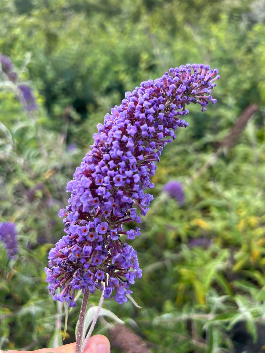 Buddleja 'Podaras 8' Tuinplanten bloem