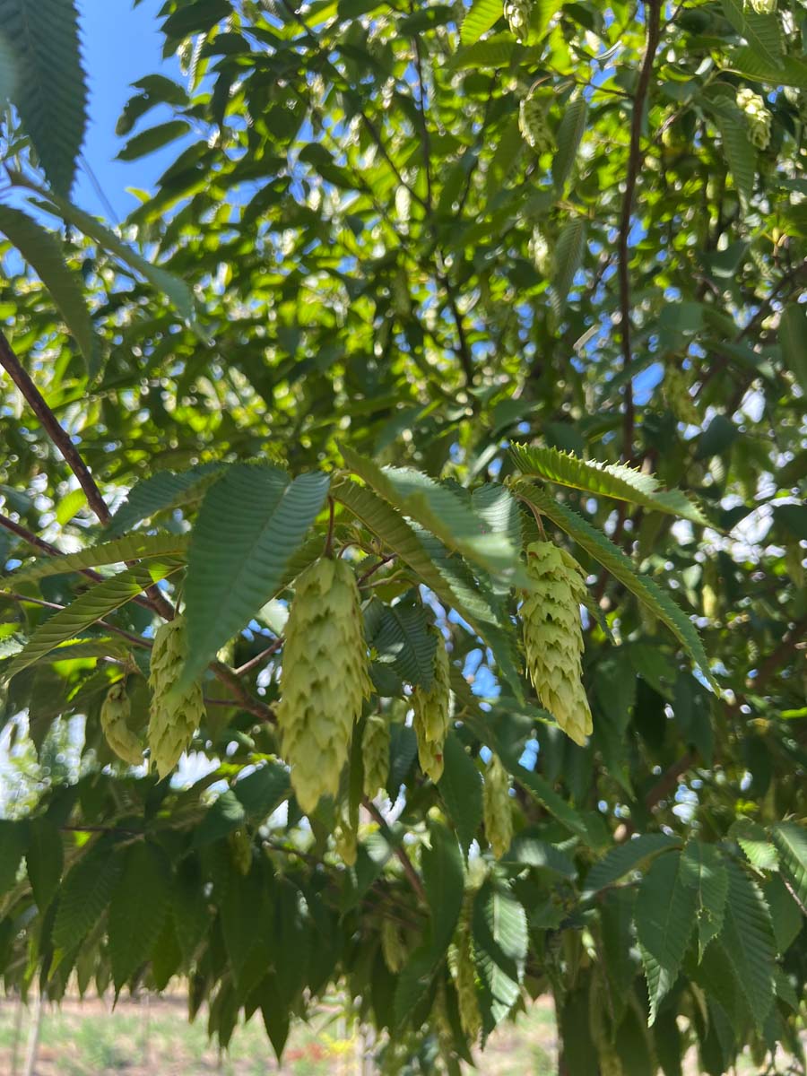 Carpinus japonica haagplant blad