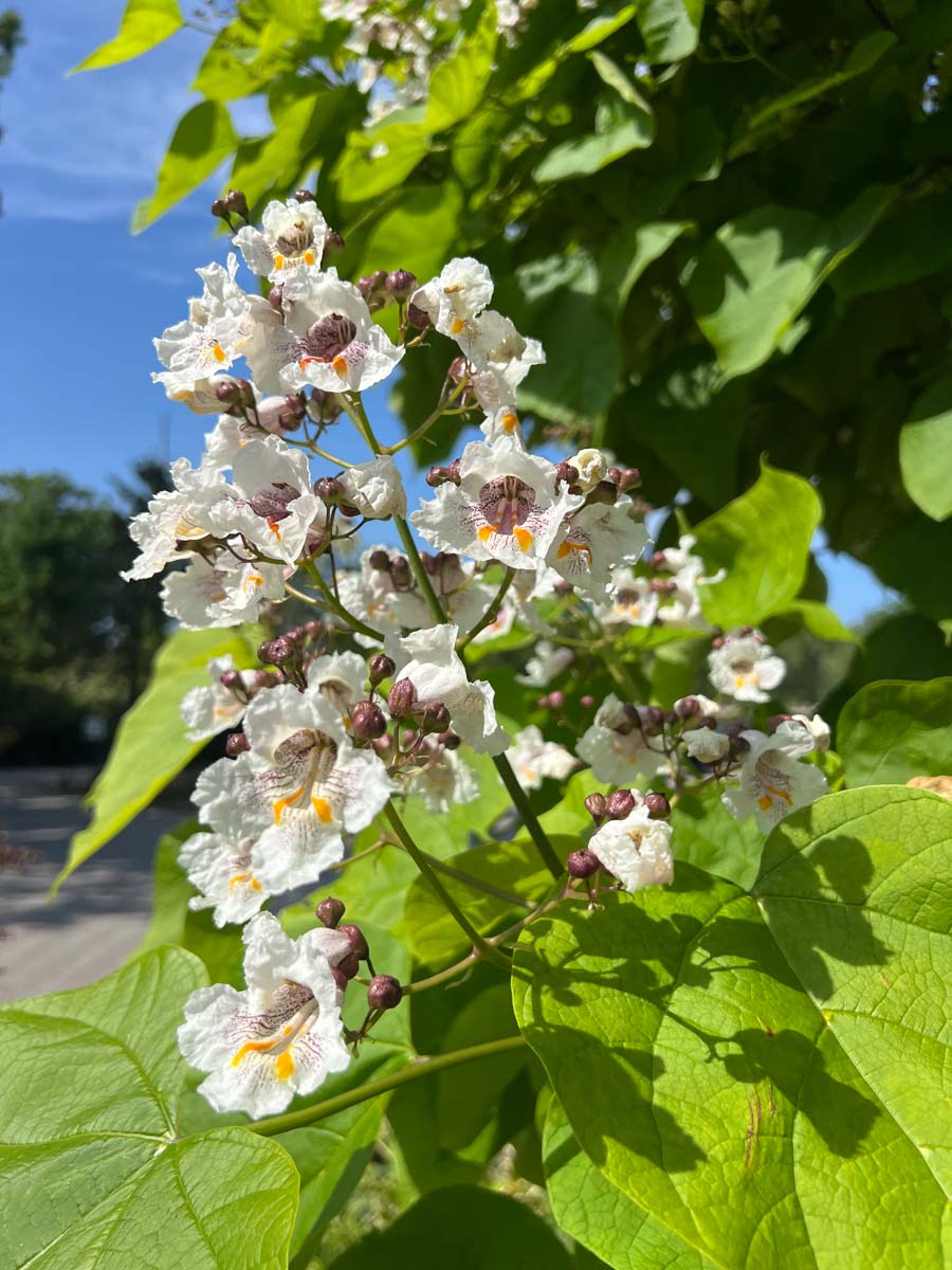 Catalpa bignonioides meerstammig / struik bloem