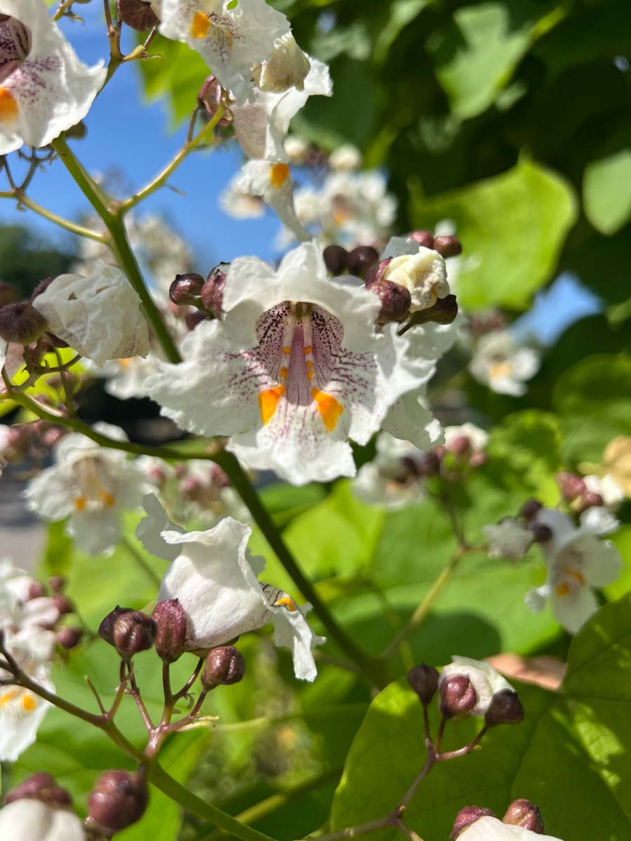 Catalpa bignonioides meerstammig / struik bloem