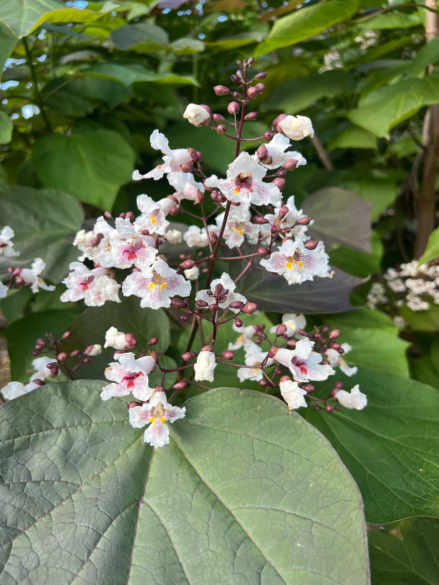 Catalpa erubescens 'Purpurea' meerstammig / struik bloesem