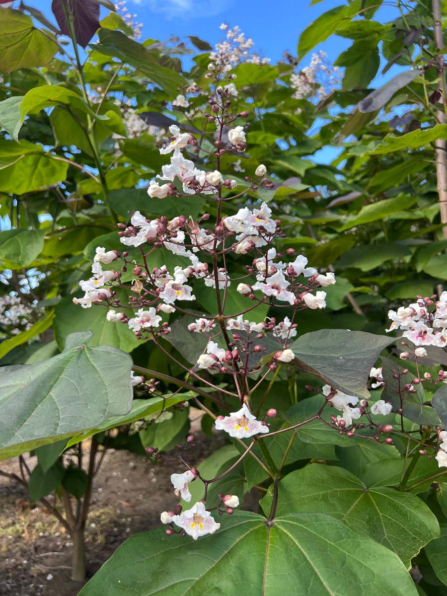 Catalpa erubescens 'Purpurea' meerstammig / struik bloem