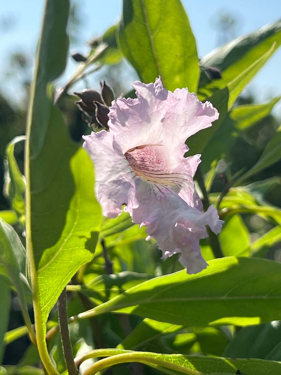 Chitalpa tashkentensis 'Minsum' Tuinplanten bloem