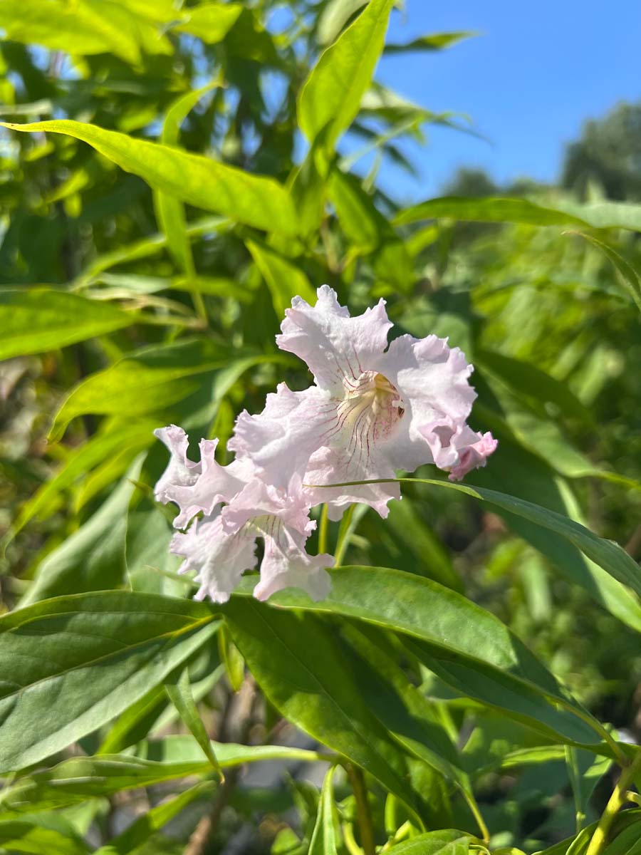 Chitalpa tashkentensis 'Minsum' meerstammig / struik bloem