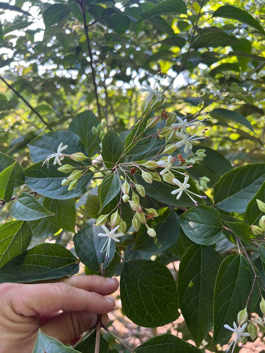 Clerodendrum trichotomum Tuinplanten bloem
