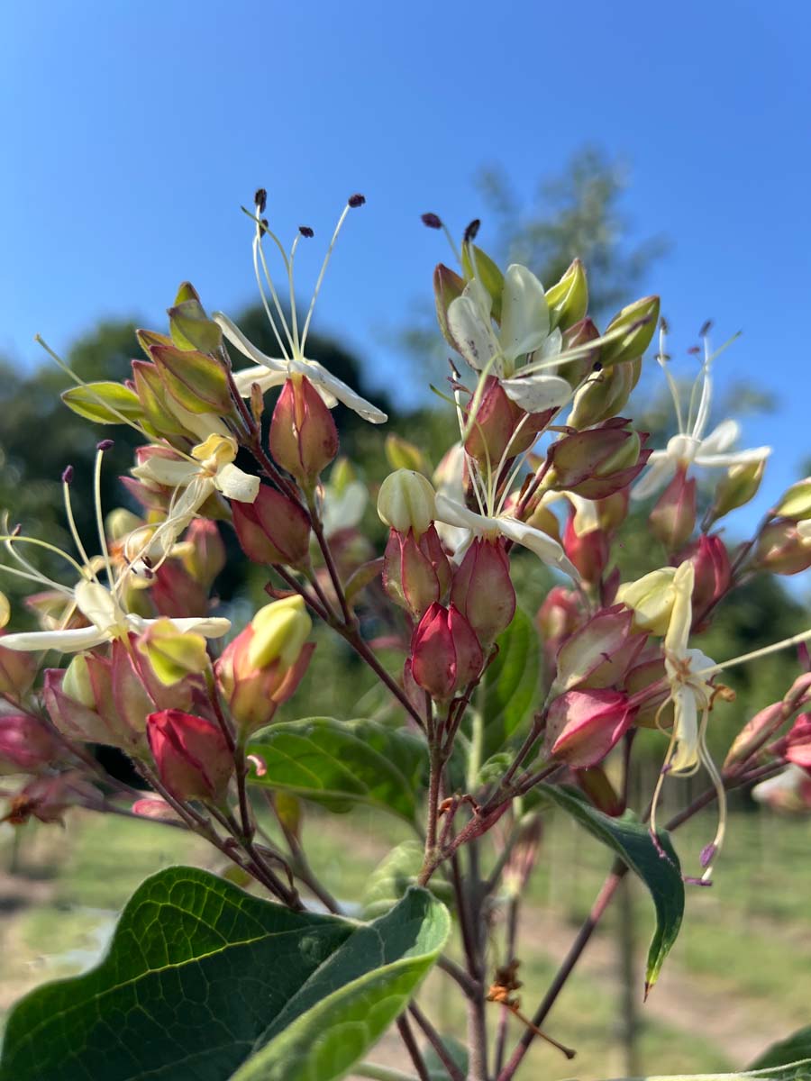 Clerodendrum trichotomum Tuinplanten bloem