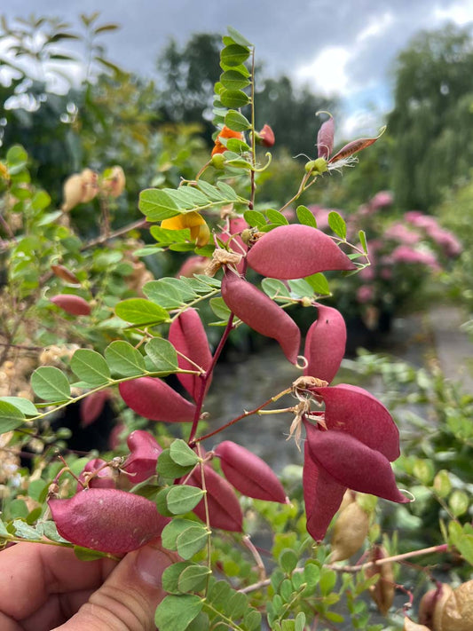 Colutea arborescens haagplant zaaddoos