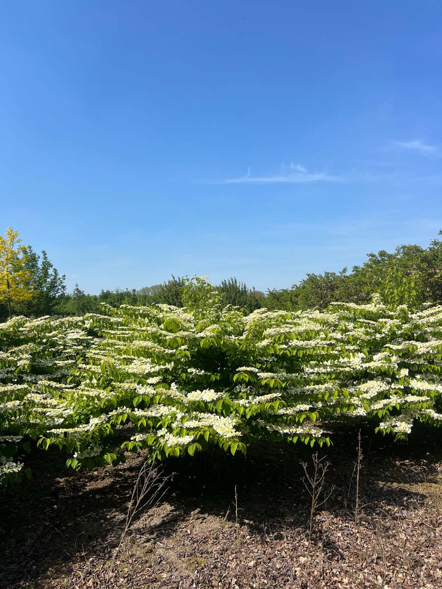 Viburnum plicatum meerstammig / struik struik