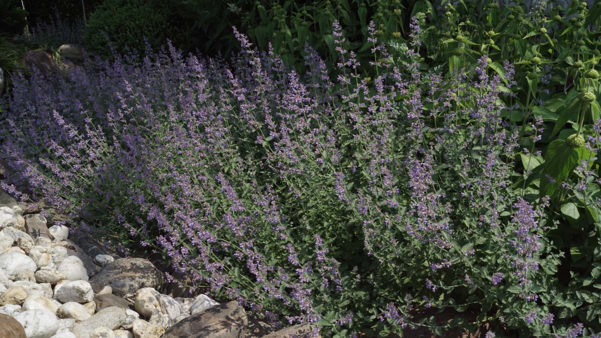 Nepeta faassenii tuinplant