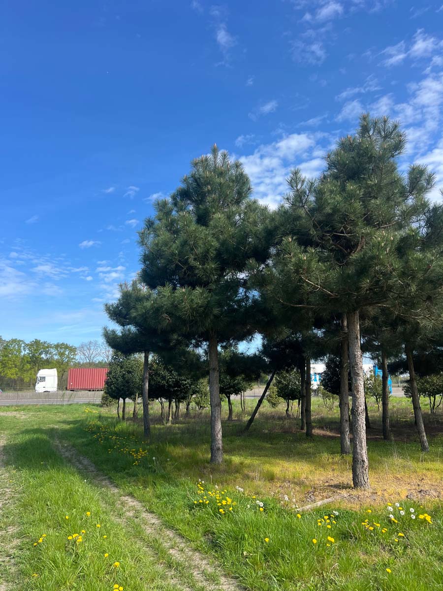 Pinus nigra op stam op stam