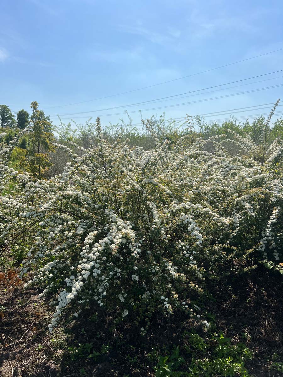 Spiraea vanhouttei meerstammig / struik struik