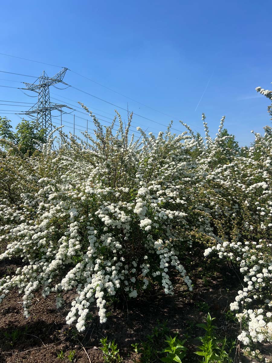 Spiraea vanhouttei meerstammig / struik struik