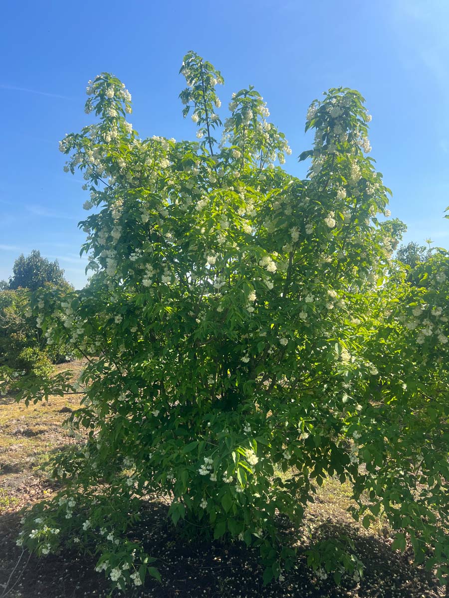 Staphylea coulombieri meerstammig / struik struik