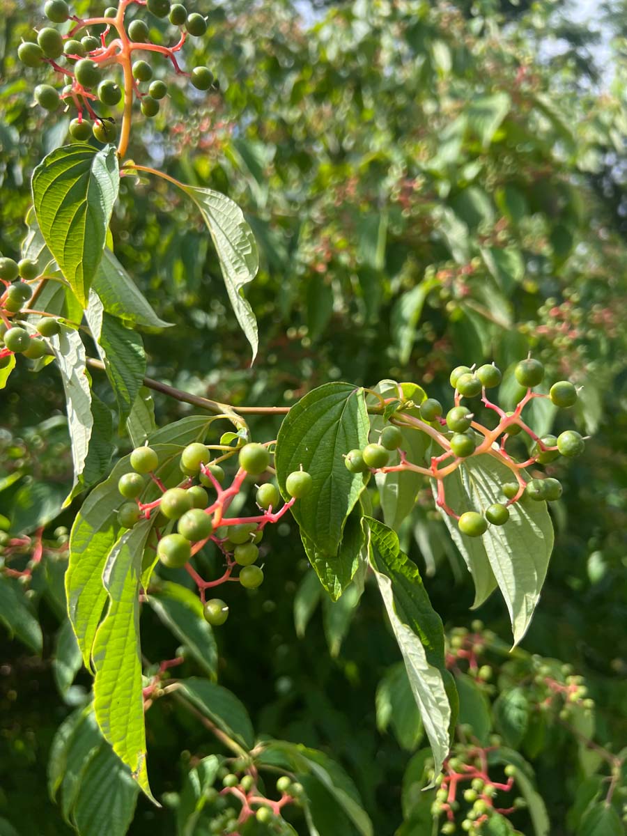Cornus controversa op stam vrucht