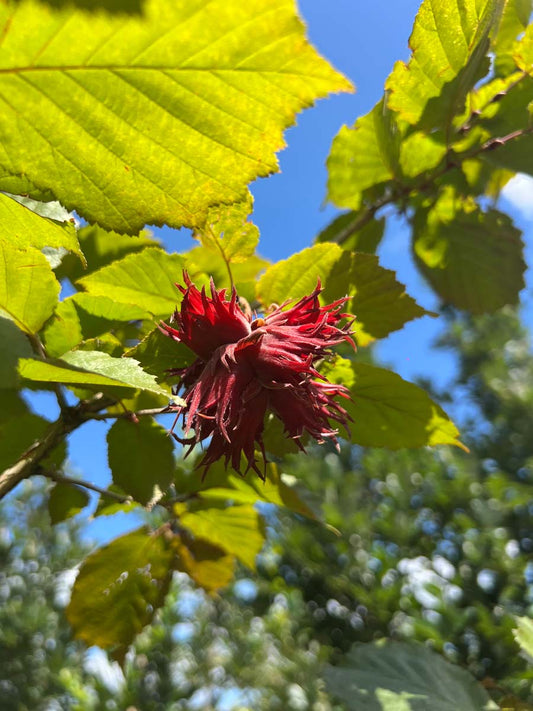 Corylus colurna 'Te-Terra Red' op stam noot