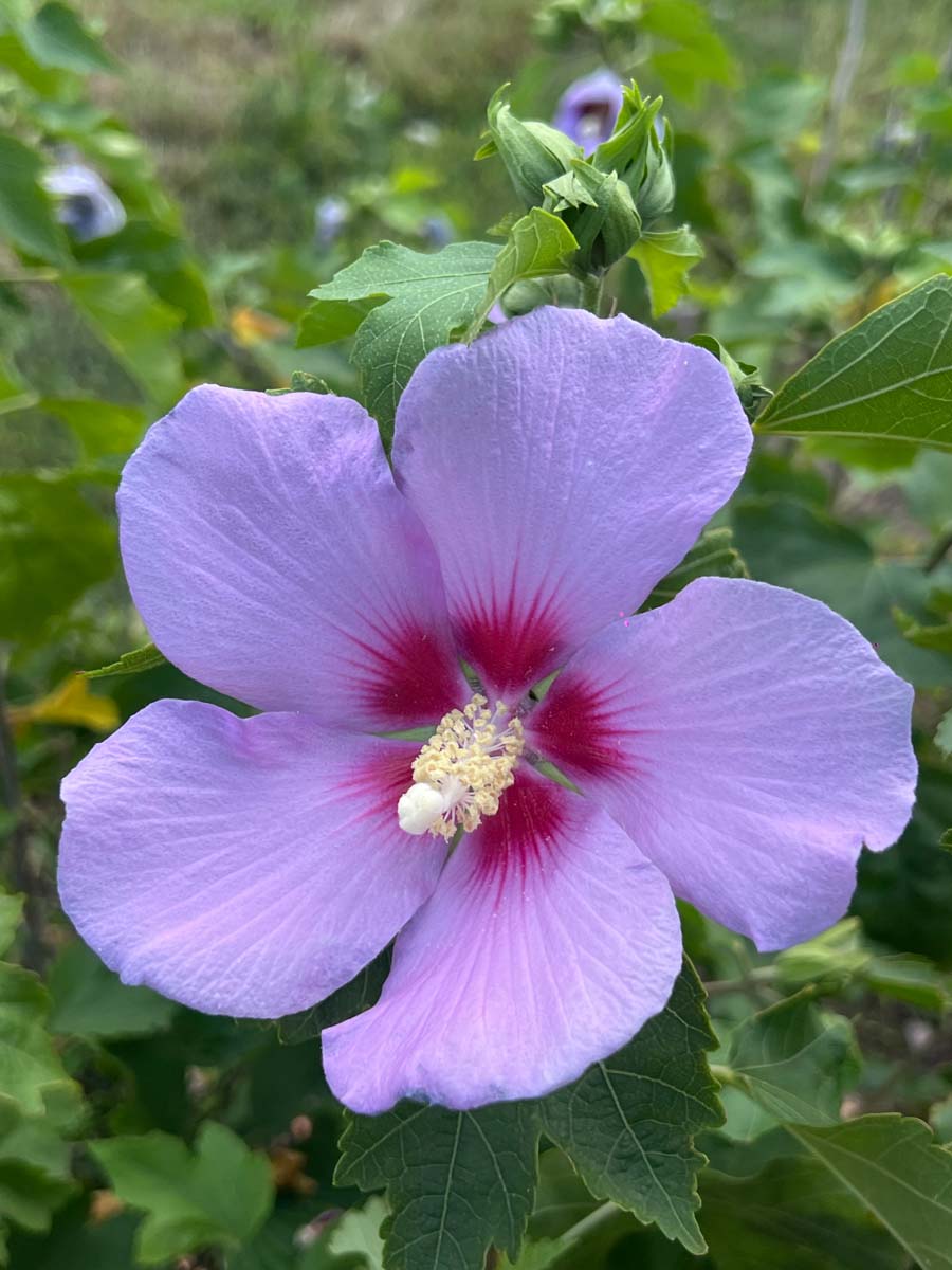 Hibiscus 'Resi' op stam bloem