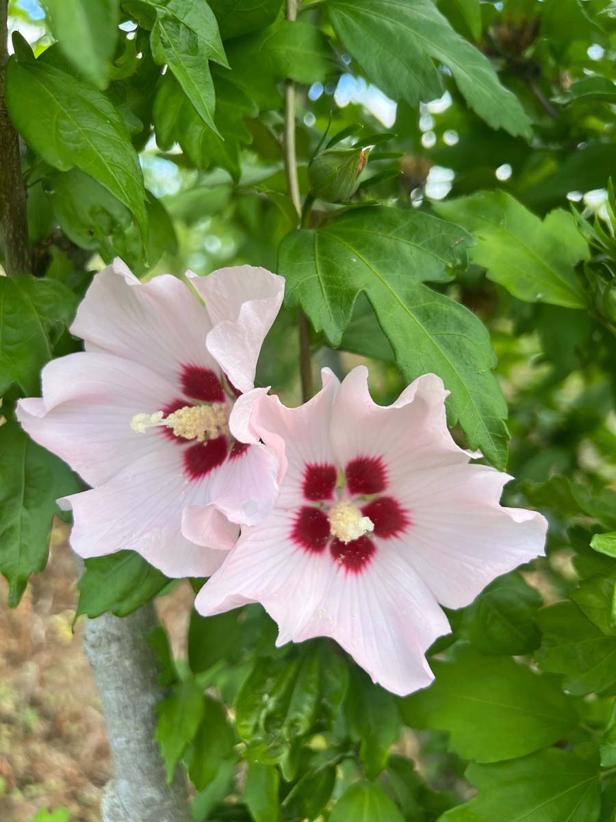 Hibiscus syriacus 'Mathilde' Tuinplanten bloem
