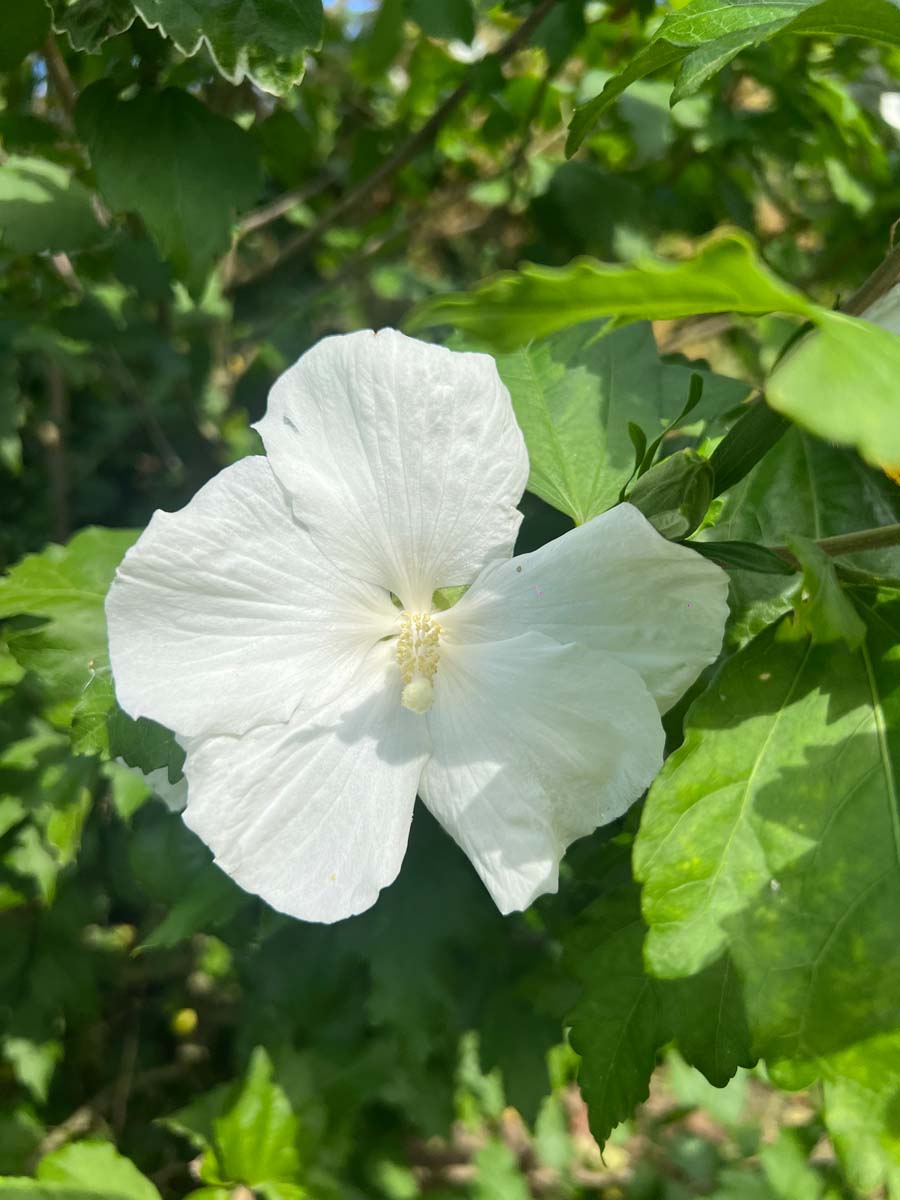 Hibiscus syriacus 'William R. Smith' op stam bloem