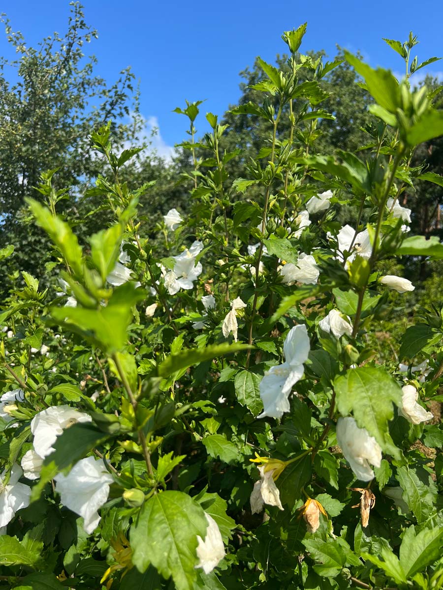 Hibiscus syriacus 'William R. Smith' Tuinplanten blad