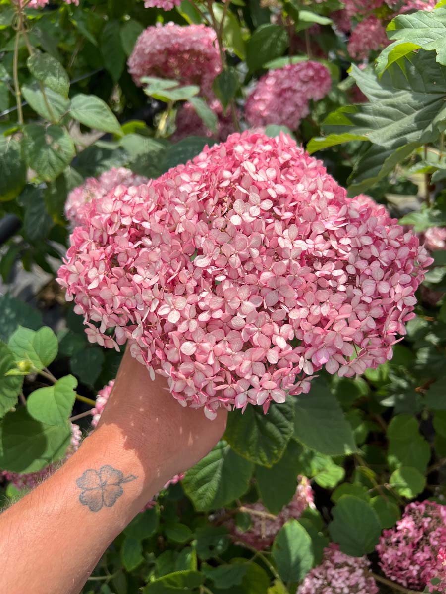 Hydrangea arborescens 'NCHA1' meerstammig / struik bloem