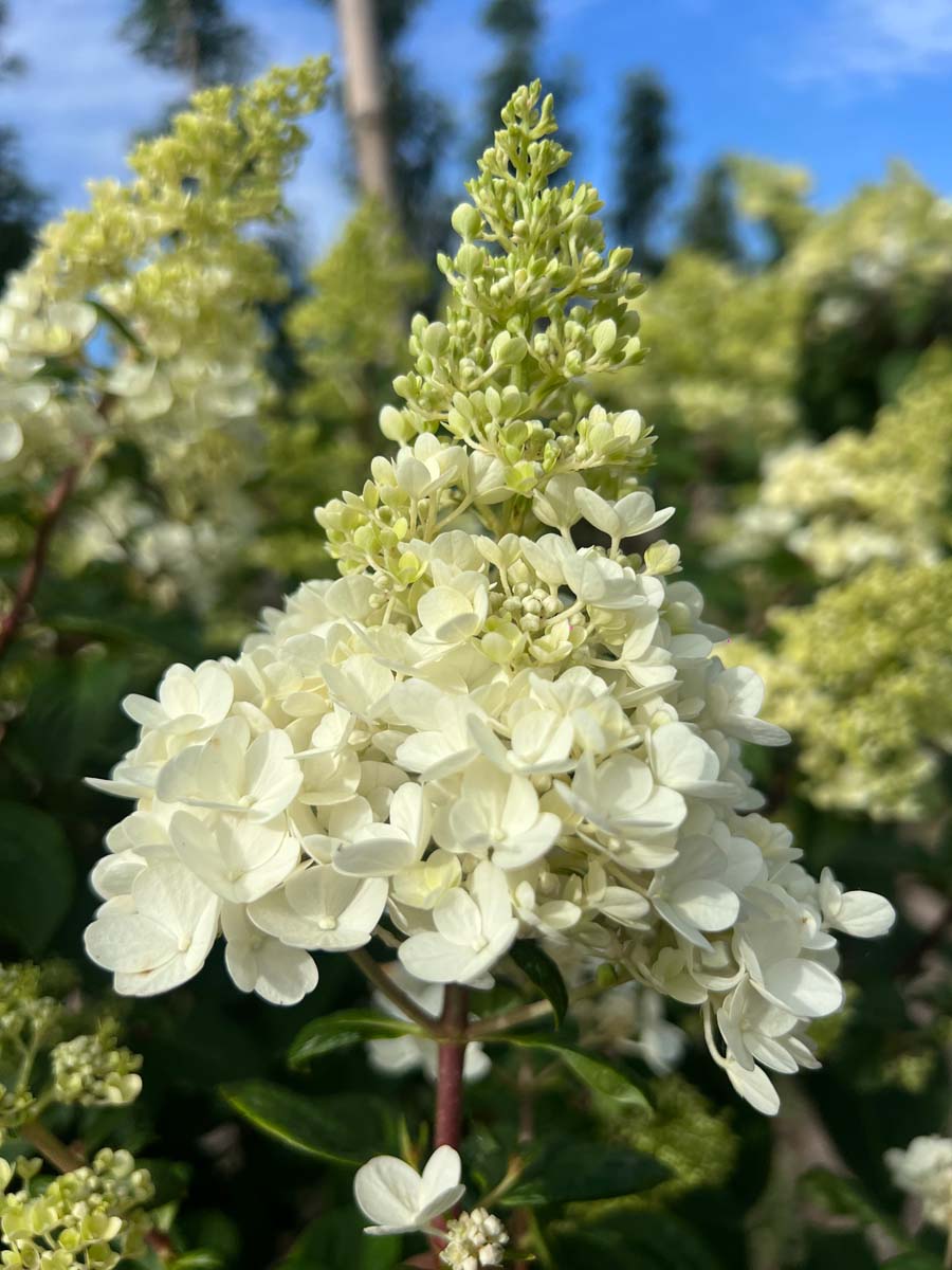 Hydrangea paniculata 'Renhy' op stam bloem