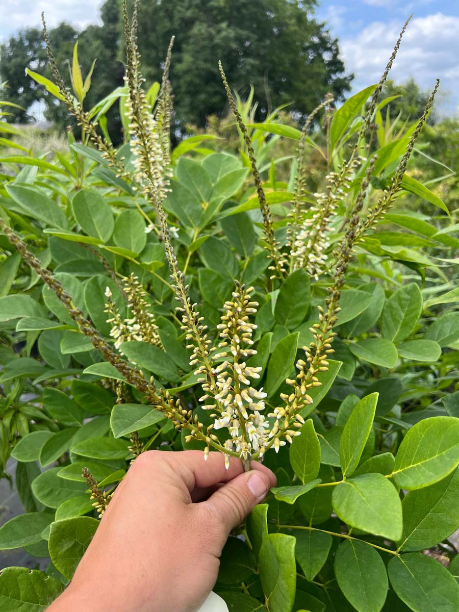 Maackia amurensis solitair bloem