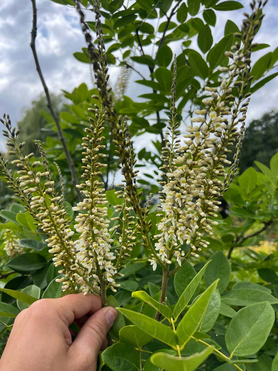 Maackia amurensis solitair bloem