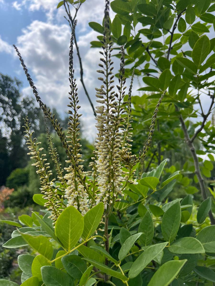 Maackia amurensis Tuinplanten bloesem