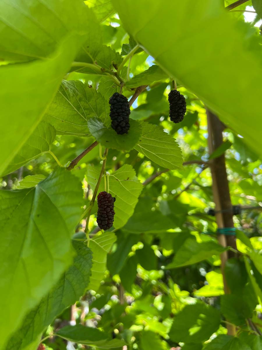 Morus 'Illinois Everbearing' Tuinplanten vrucht