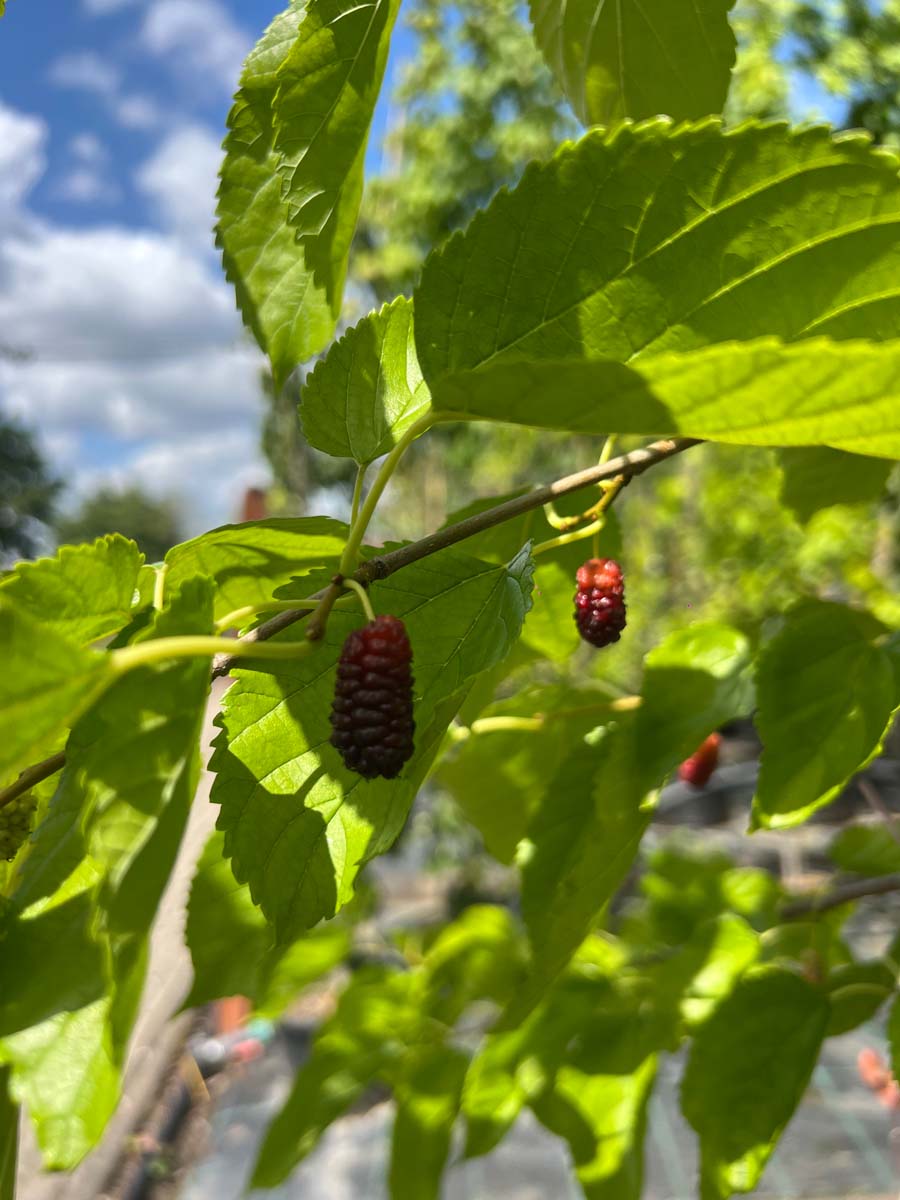 Morus 'Illinois Everbearing' Tuinplanten vrucht