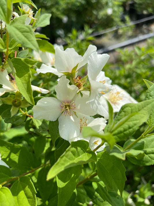 Philadelphus 'Belle Etoile' haagplant bloem