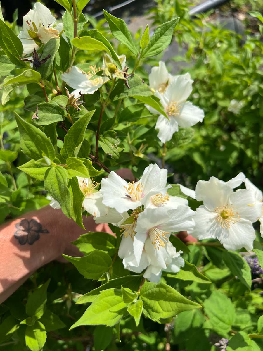 Philadelphus 'Belle Etoile' bloesem