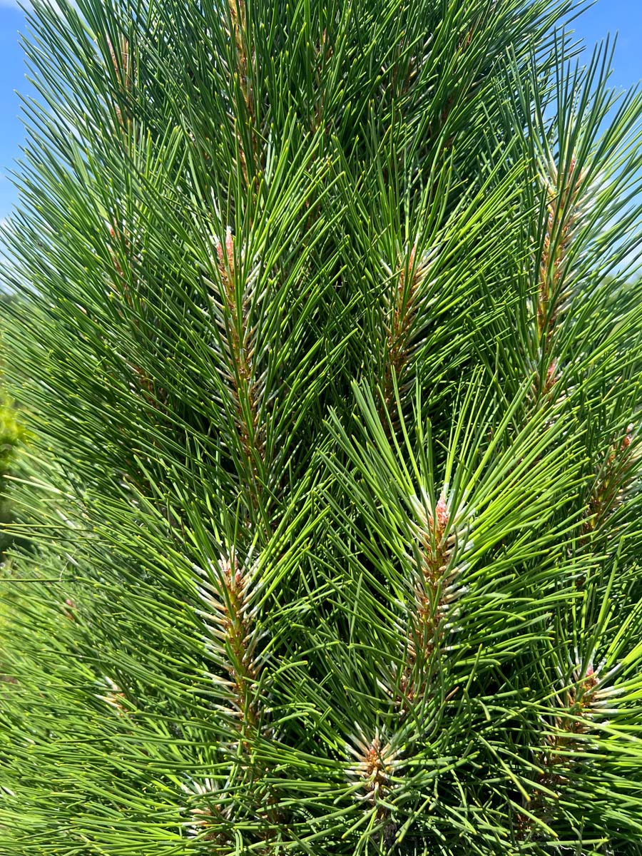 Pinus nigra 'Green Tower' naalden
