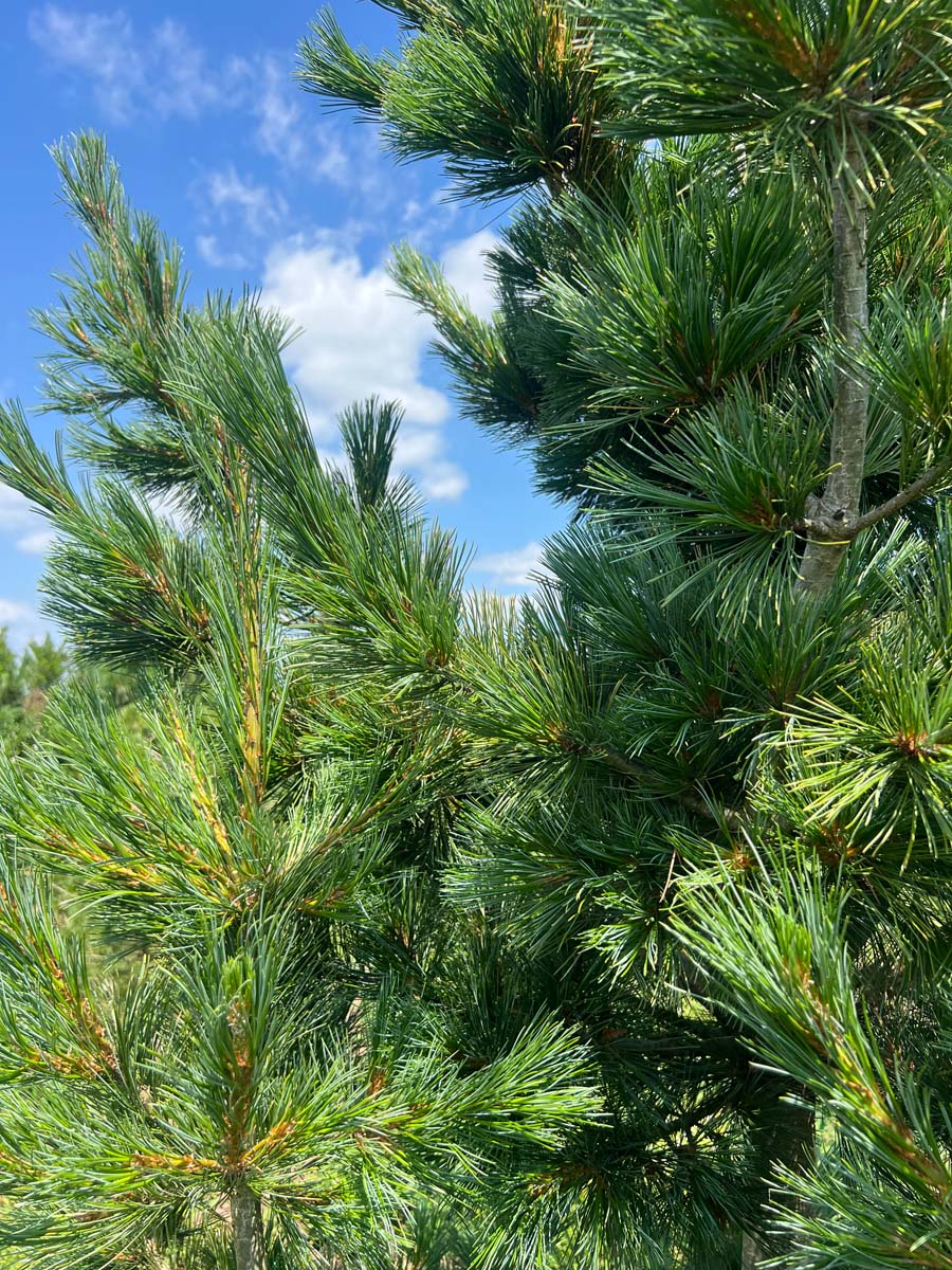 Pinus peuce meerstammig / struik naalden