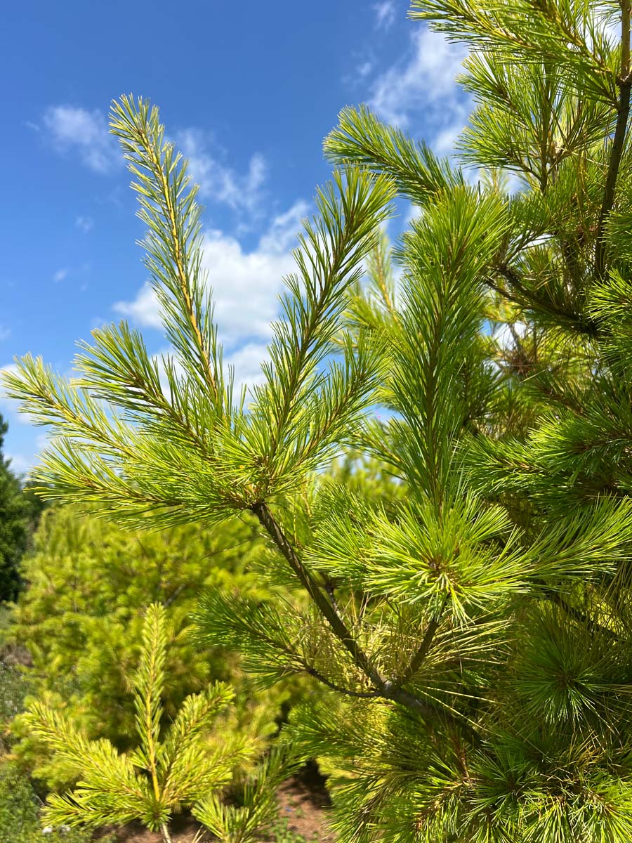 Pinus strobus 'Louie' Tuinplanten twijgen