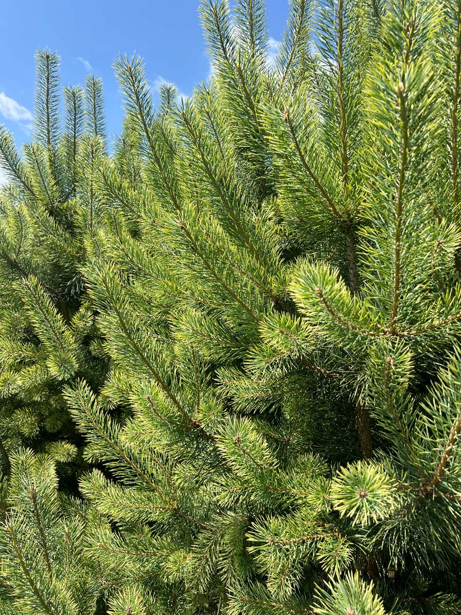 Pinus sylvestris 'Candlelight' Tuinplanten naalden