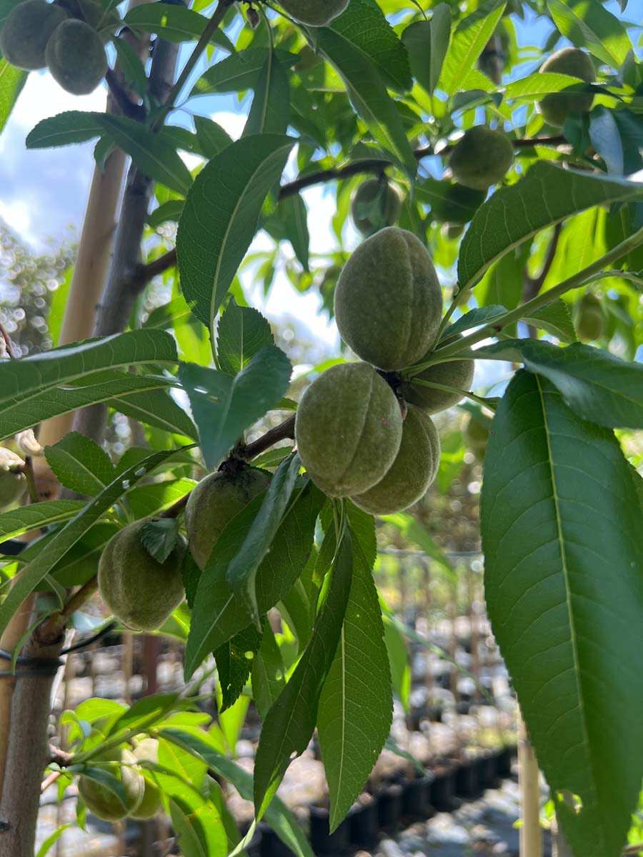 Prunus dulcis 'Robijn' op stam vrucht