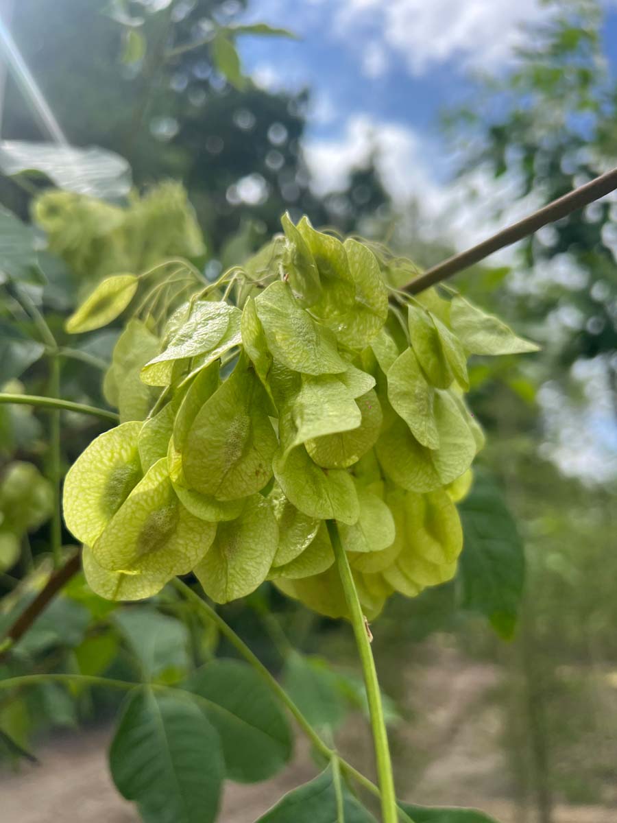 Ptelea trifoliata op stam zaaddoos