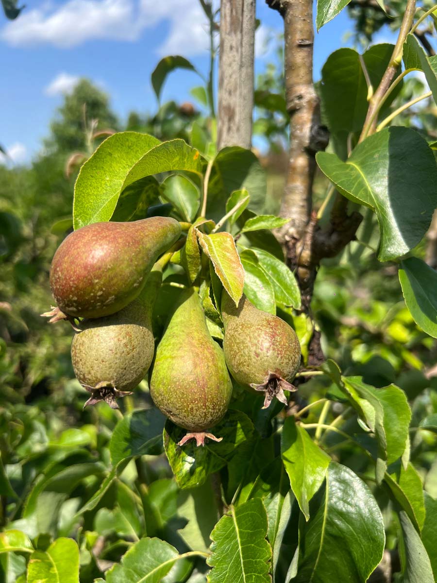Pyrus communis 'Conference' op stam vrucht