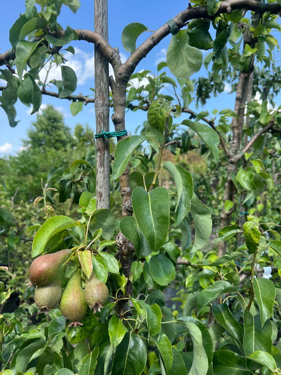 Pyrus communis 'Conference' leiboom blad