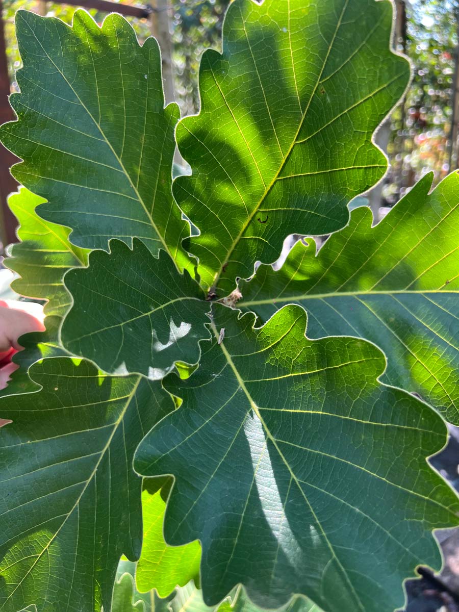 Quercus dentata 'Sir Harold Hillier' Tuinplanten blad