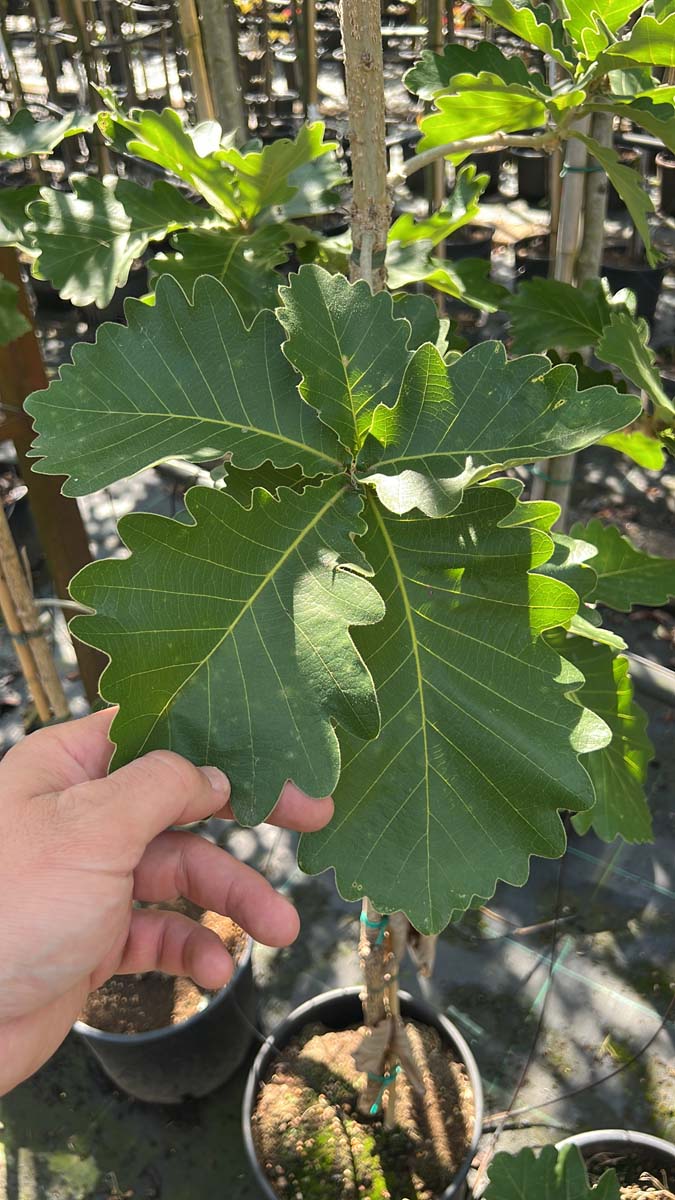 Quercus dentata 'Sir Harold Hillier' solitair blad