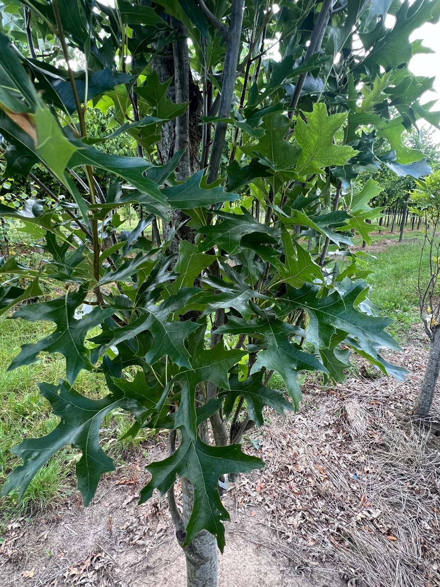 Quercus palustris 'Pringreen' op stam blad