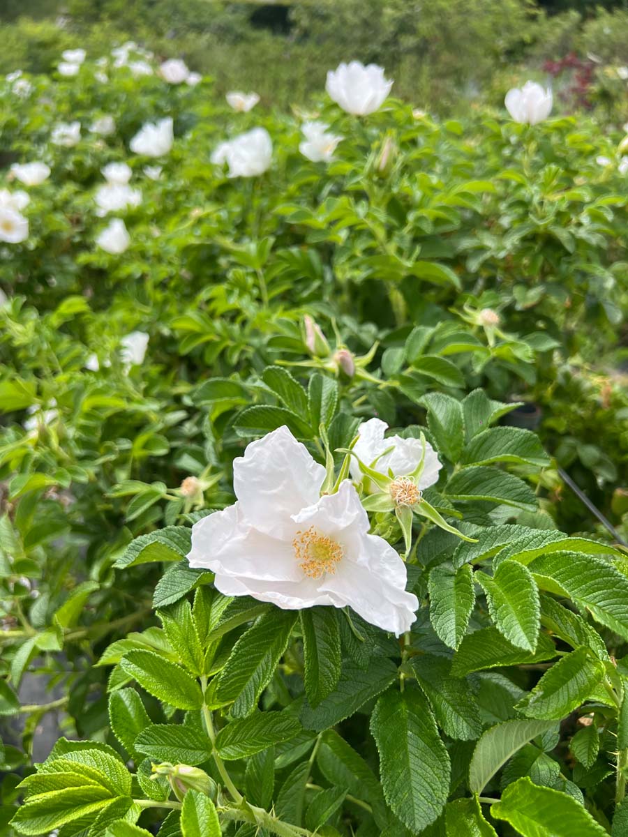 Rosa rugosa 'Alba' haagplant bloem