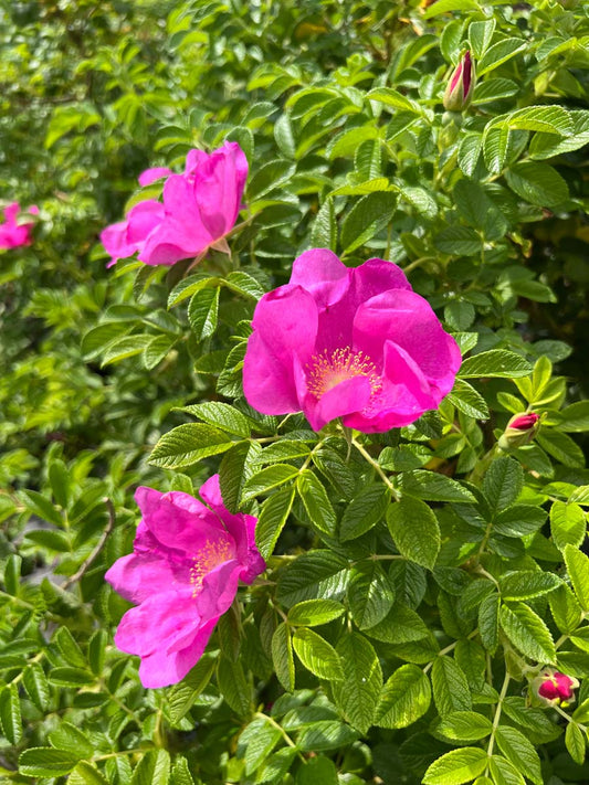 Rosa rugosa 'Rubra' meerstammig / struik bloem