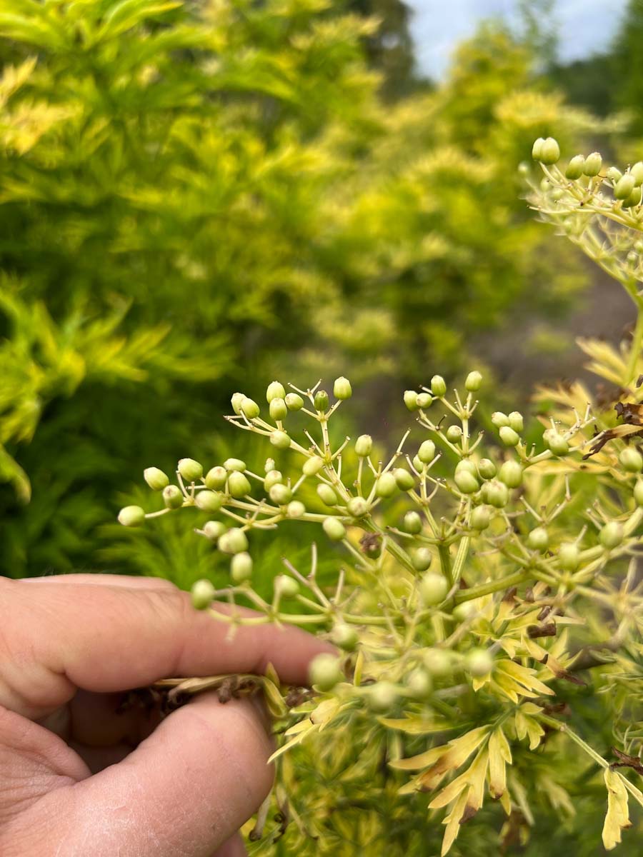Sambucus nigra 'Jdeboer001' haagplant zaaddoos