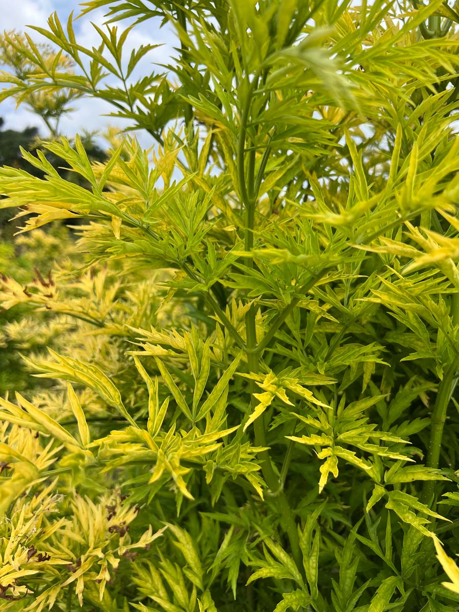 Sambucus nigra 'Jdeboer001' haagplant blad