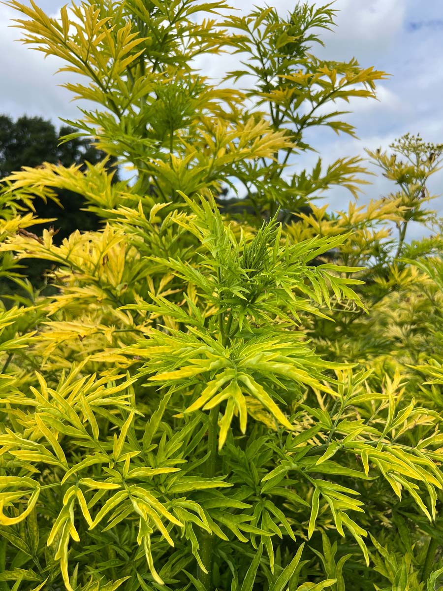 Sambucus nigra 'Jdeboer001' meerstammig / struik blad
