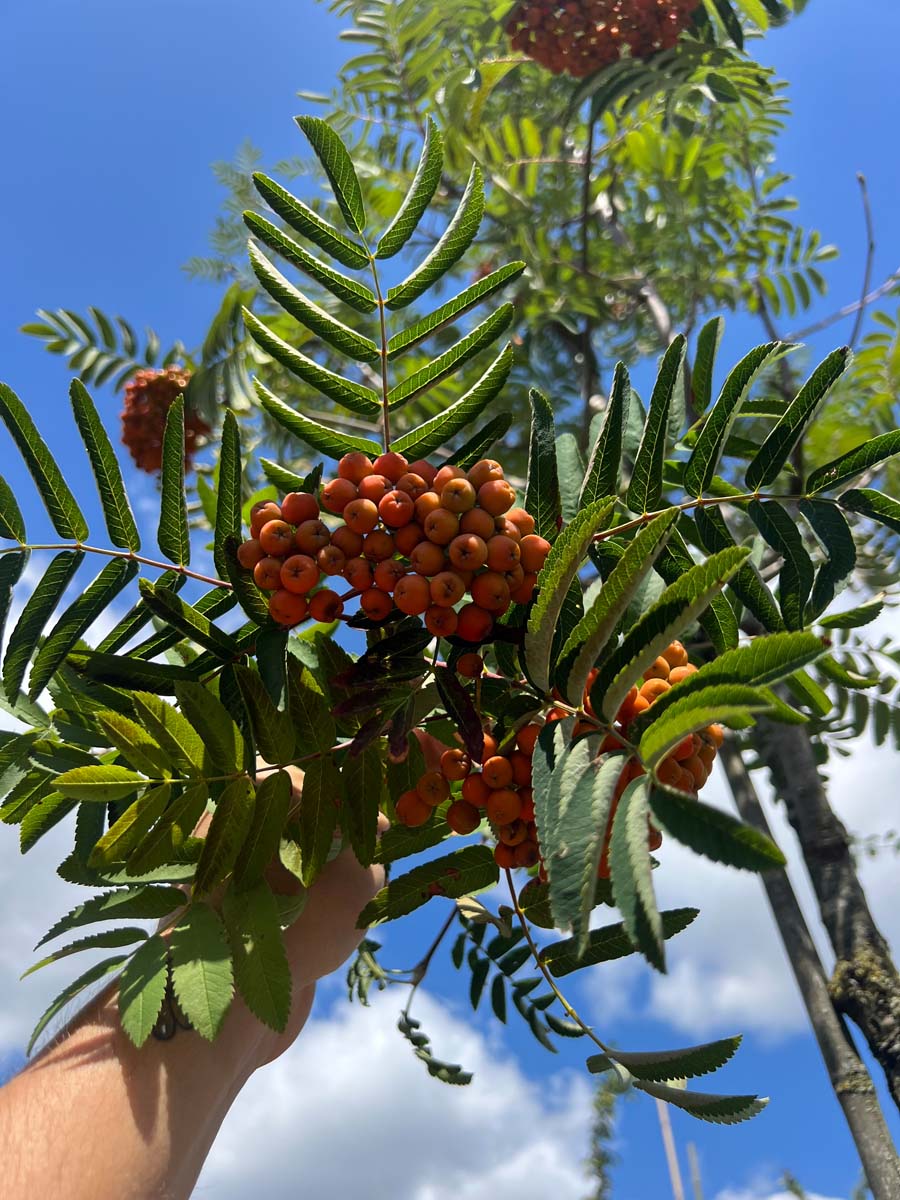 Sorbus aucuparia 'Sheerwater Seedling' op stam bessen